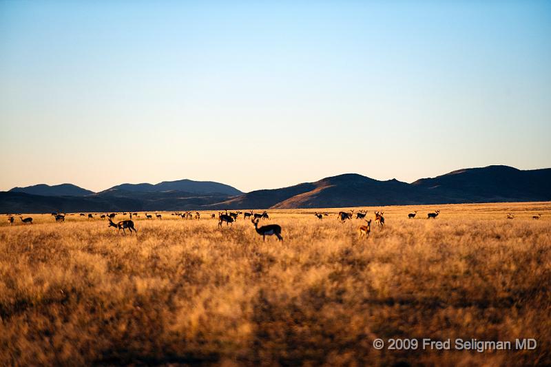 20090608_065637 D3 X1.jpg - It is the national animal of South Africa